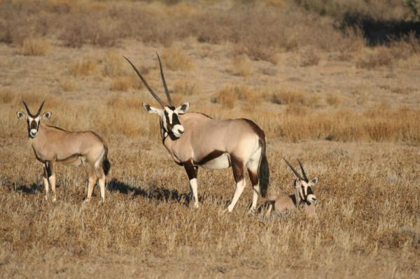 should-wildlife-be-accounted-for-on-statement-of-financial-position-